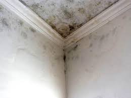 Woodside, CA Mold Prevention & Removal  Company