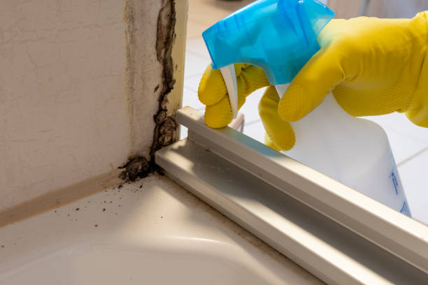 Best Biohazard Mold Removal  in Woodside, CA